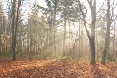 The woods at The Vyne