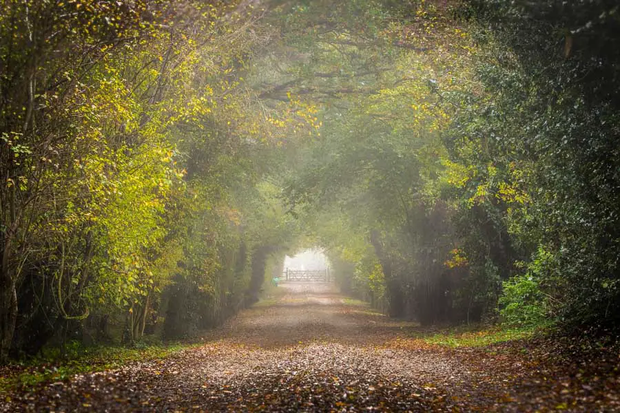 Misty road with lovely diffused light