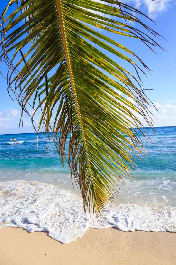 Palm leaf on the beach in Barbados