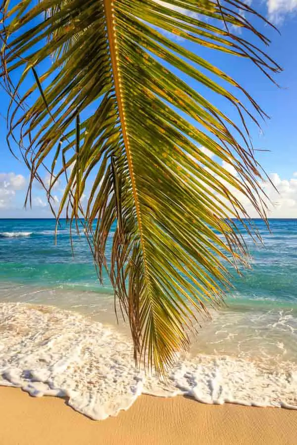 Palm leaf sand and sea in Barbados